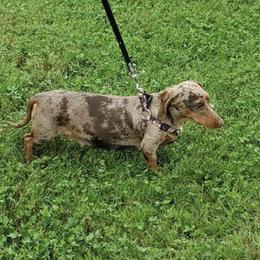 Bindi - Dachshund