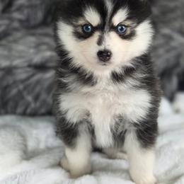 Madora - Merle female Pomsky puppy in Mc Callsburg, Iowa from SZ Rolling Acres LLC