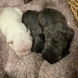 Boston Terrier, Companion Cross, and French Bulldog Puppies from High Plains French Bulldogs,Boston Terriers and Frenchtons.