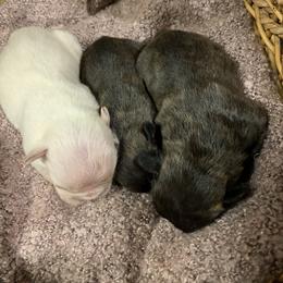 Boston Terrier, Companion Cross, and French Bulldog Puppies from High Plains French Bulldogs,Boston Terriers and Frenchtons.