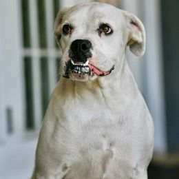 Charlee - Boxer