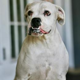 Charlee - Boxer