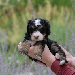 Cash - Tri-color male Bernedoodle puppy in Eagle Mountain, Utah from Fur Real Puppies.