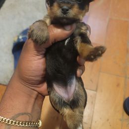 Nikki - Black and tan female Silky Terrier puppy in City Of Orange, New Jersey from Fur-Ever Friends