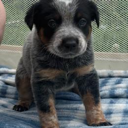 Miguel - Blue mottled male Australian Cattle Dog puppy in Seneca, Missouri from MO Morningstar Heelers