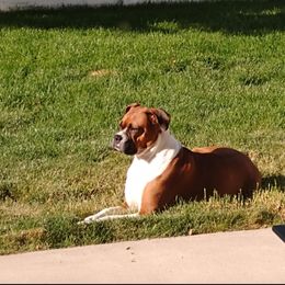 Boxer Puppies from A-L Desert Boxers