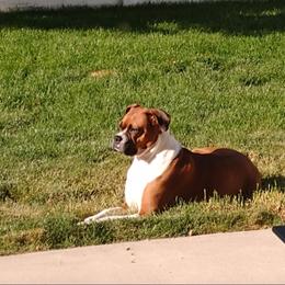 Boxer Puppies from A-L Desert Boxers