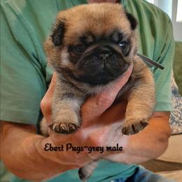 Macintosh - grey colar - Fawn male Pug puppy in Saint Helens, Oregon from Ebert Golden Retrievers & Pugs