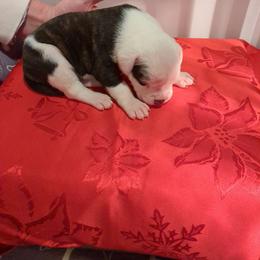 Boy 2 - White and brindle male American Bulldog puppy in La Porte, Indiana from Slayton's American Bulldogs