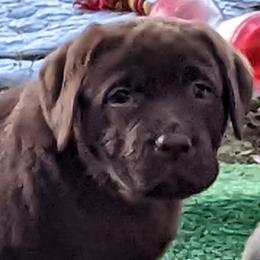 Labrador Retriever Puppies from Suebel Labradors South