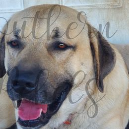 Anatolian Shepherd Dogs from Scott Family Farm
