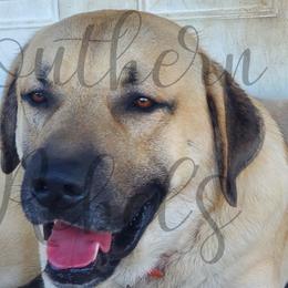 Anatolian Shepherd Dogs from Scott Family Farm