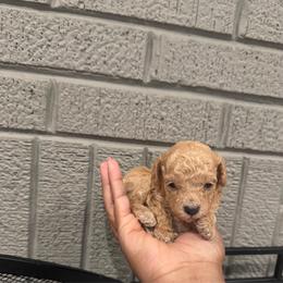 Beau - Cream male Poodle puppy in Matteson, Illinois from Poudelisse Puppy Studio