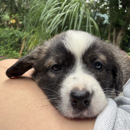 Lilly - Brindle and white female Cardigan Welsh Corgi puppy in Wekiwa Springs, Florida from It is Corgiland