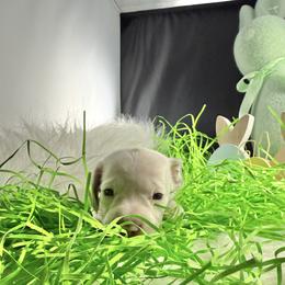 Uno  VERY UNIQUE - Gray (blue) and cream male Dachshund puppy in Fort Worth, Texas from Louis' Litters