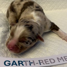 Miniature Australian Shepherds from MAS LUV