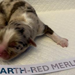 Miniature Australian Shepherds from MAS LUV