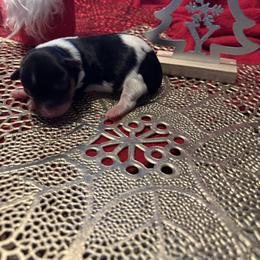 Dancer - Parti male Yorkshire Terrier puppy in Brandenburg, Kentucky from Lil Amazing Paws Yorkshire Terriers