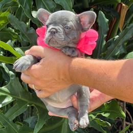 Roxy - Liver female French Bulldog puppy in Palm Coast, Florida from Calypso Island French Bulldogs