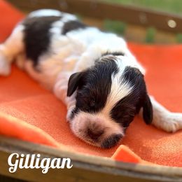 Gilligan - Brown and white male Cocker Spaniel puppy in Clinton, Oklahoma from Enchanted Spaniels