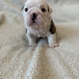 Andy - Brindle male Bulldog puppy in Murfreesboro, Tennessee from Teddy Bear Bulldogs