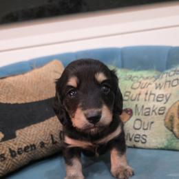 Lilly - Black and cream female Dachshund puppy in West Plains, Missouri from Spring Creek Dachshunds