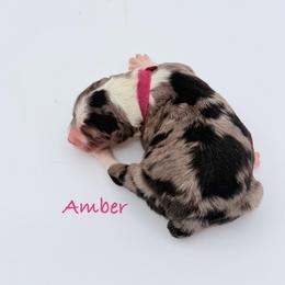 Amber - Blue merle female Aussiedoodle puppy in Cartersville, Georgia from Simply Blessed Doodles