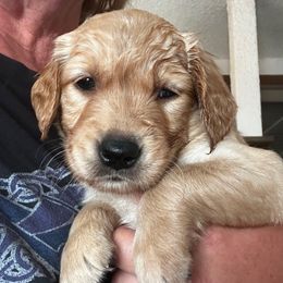 Purple - Light golden female Golden Retriever puppy in Stratton, Colorado from Anam Cara Retrievers