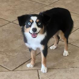 Lola - Toy Australian Shepherd
