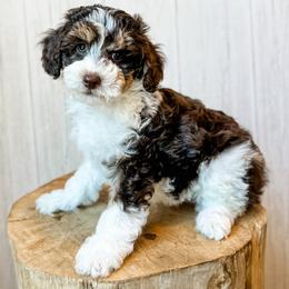 Crater - Red tri-color male Aussiedoodle puppy in Arlington, Washington from Doodle Love Laugh