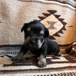 Brown Collar - Black and silver male Miniature Schnauzer puppy in Prescott, Washington from Winona Schnauzers