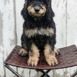 Bernedoodle, Goldendoodle, and Labradoodle Puppies from Riverhouse Doodles