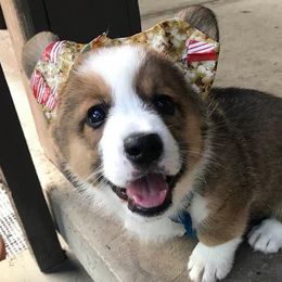 Cardigan Welsh Corgi Puppies from Stornoway Cardigan Welsh Corgis