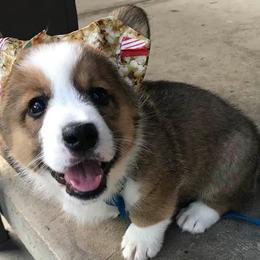 Cardigan Welsh Corgi Puppies from Stornoway Cardigan Welsh Corgis