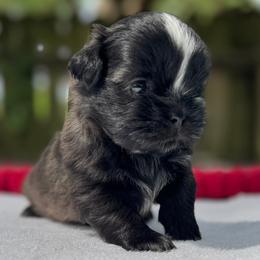 Boy 4 - Black and white male Shih Tzu puppy in Mobile, Alabama from FluffyTail Shih Tzu