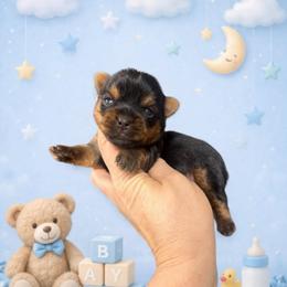 Romeo - Black and gold male Yorkshire Terrier puppy in Fredericksburg, Indiana from Yorkie Blessings