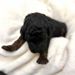 Ash - Phantom female Goldendoodle puppy in Spokane, Washington from Goldendoodles on the Prairie