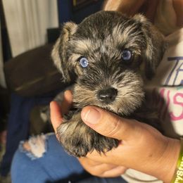 Sophia (Blue eyes) - Salt and pepper female Miniature Schnauzer puppy in Panama City, Florida from Emerald Coast Schnauzers
