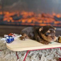 Theodore (teal collar) - Chocolate and tan male Yorkshire Terrier puppy in Jacksonville, Florida from TLJ Choco Yorkie Love