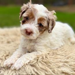 Blue collar boy - Brown and white male Bernedoodle puppy in Colorado Springs, Colorado from Mercy Mountain Bernedoodles
