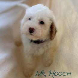 Mr. Hooch - Parti male Goldendoodle puppy in Sacramento, California from Dandy Doodles Goldendoodles