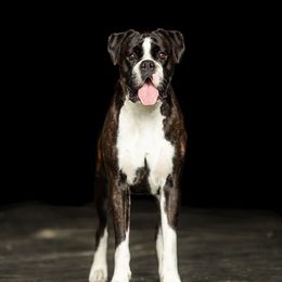 ZENA - Boxer