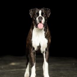 ZENA - Boxer