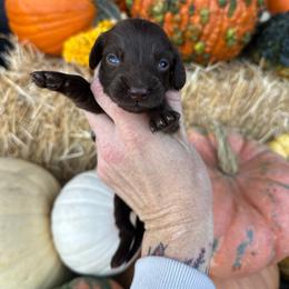Independence - Chocolate male Dachshund puppy in Hermiston, Oregon from The Wanderin’ Doxie