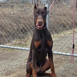 Götz - Red and rust male Doberman Pinscher puppy in China Township, Michigan from Snell's Superior Kennel Dobermann & GSP