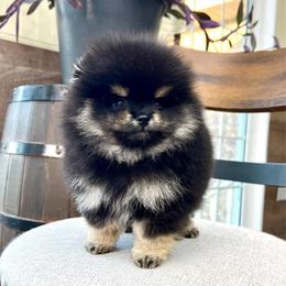 Dior - Black and tan male Pomeranian puppy in Hot Springs, Arkansas from Pomeranian Empire