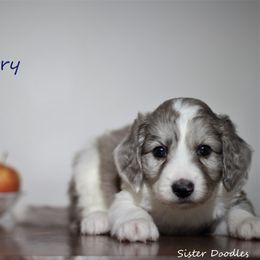 Goldendoodle and Aussiedoodle Puppies from Sister Doodles