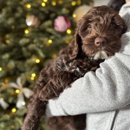 Roger - Chocolate male Australian Labradoodle puppy in Morgan Hill, California from Loving Labradoodle
