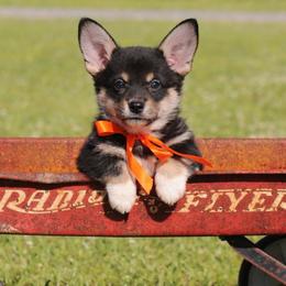 Boy 3 Orange - Black and tan male Pembroke Welsh Corgi puppy in Ville Platte, Louisiana from Flat town corgis