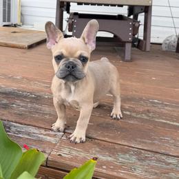 Spud - Blue fawn male French Bulldog puppy in Hopkins, Missouri from Mowry Creek Mini Aussiedoodles and More